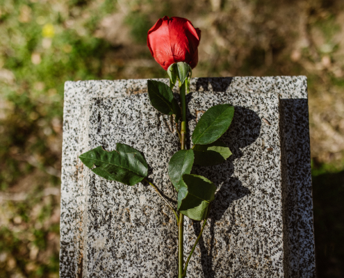 red rose